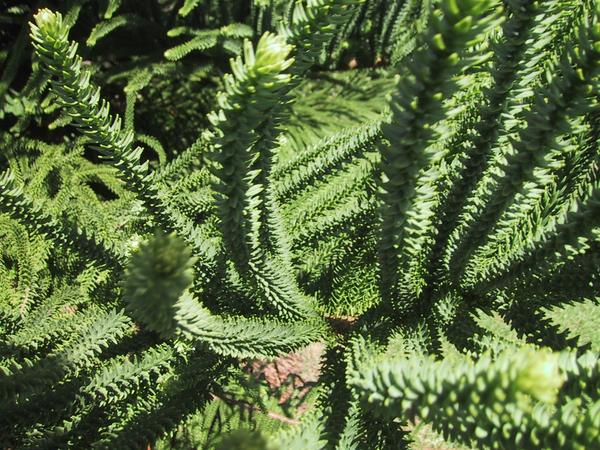 Spiky Plant