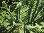 Spiky Plant