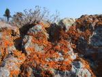 Funky Rocks
