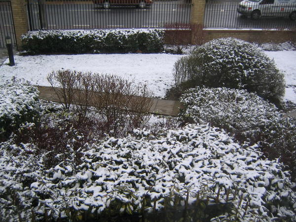 Snow in the Garden