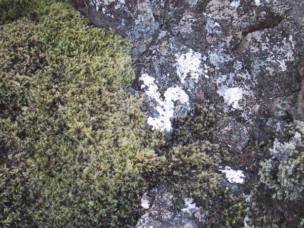 Lava and Moss