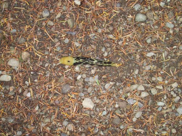 Slug