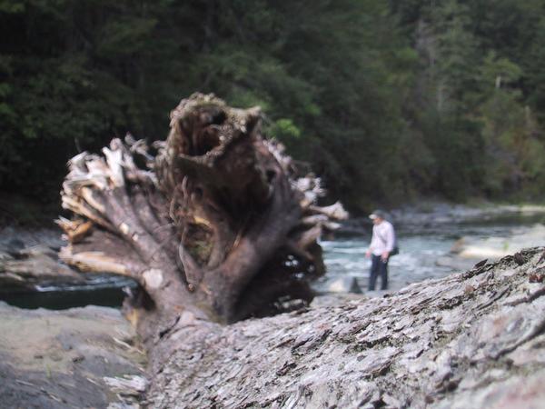 Tree Root