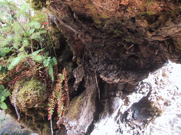 Tree Root 2